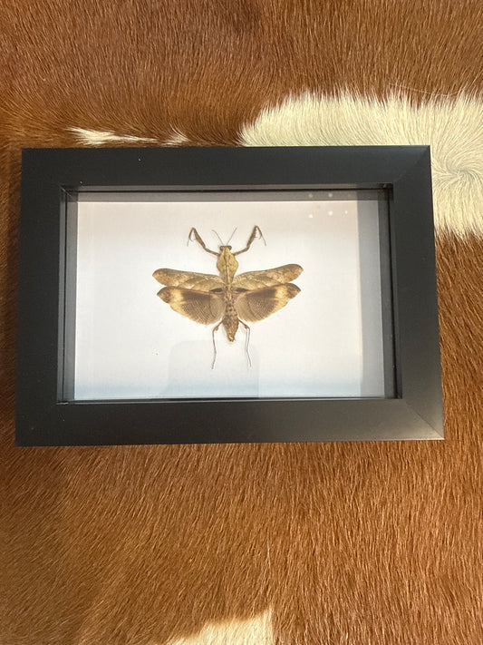 Deroplatys desiccata Praying Mantis in a Frame