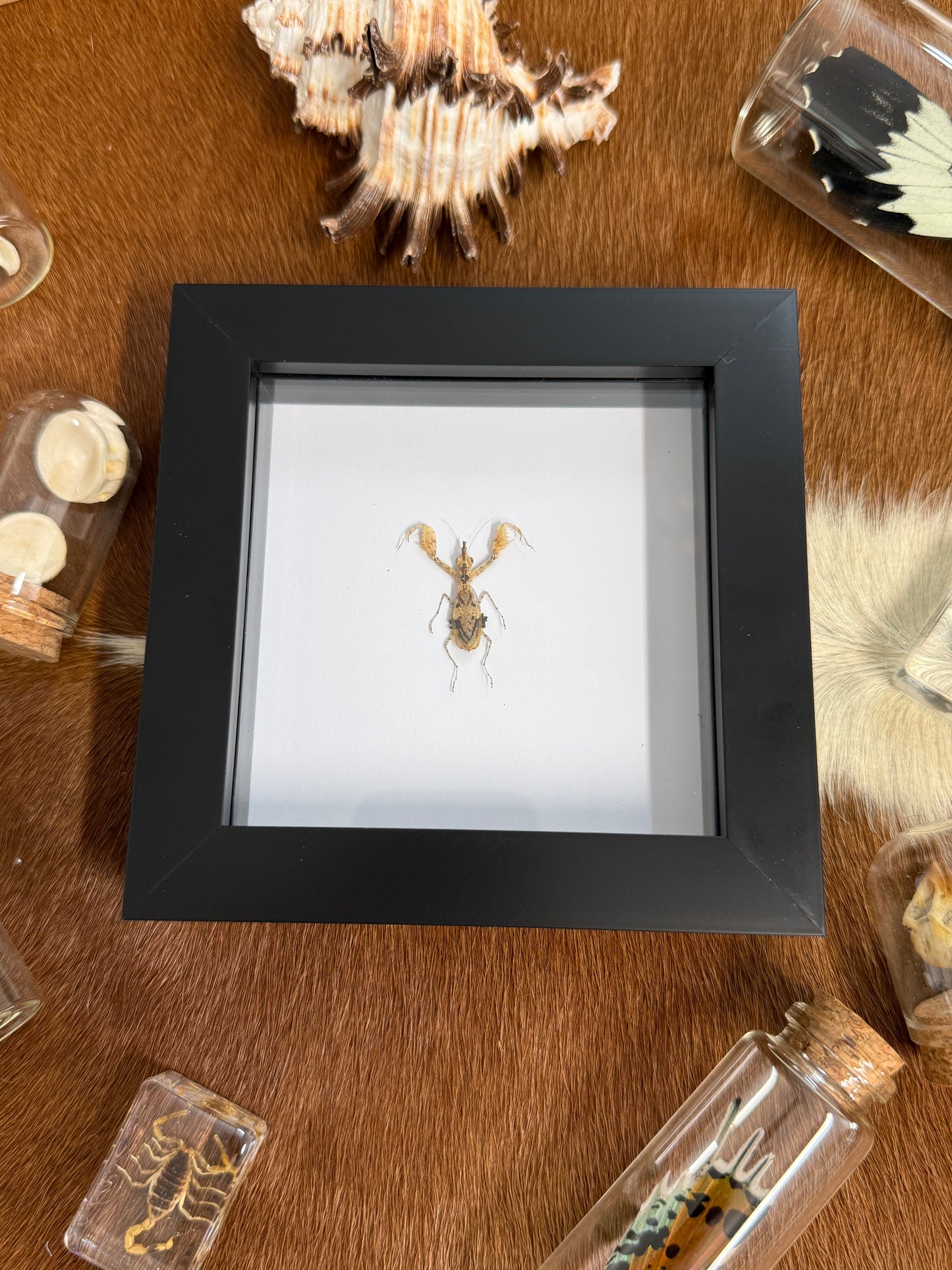 Ceratomantis saussurii Mantis Frame