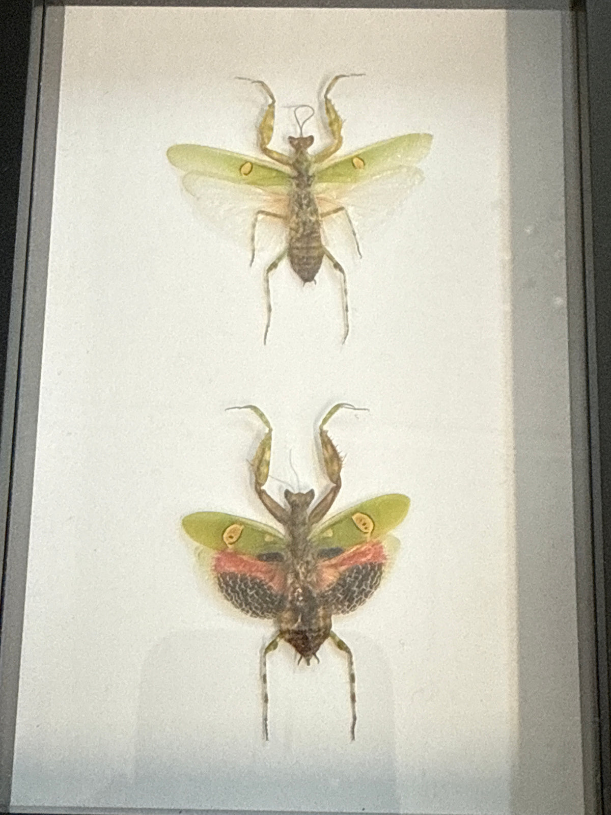 Flower Mantis Male & Female Duo Frame