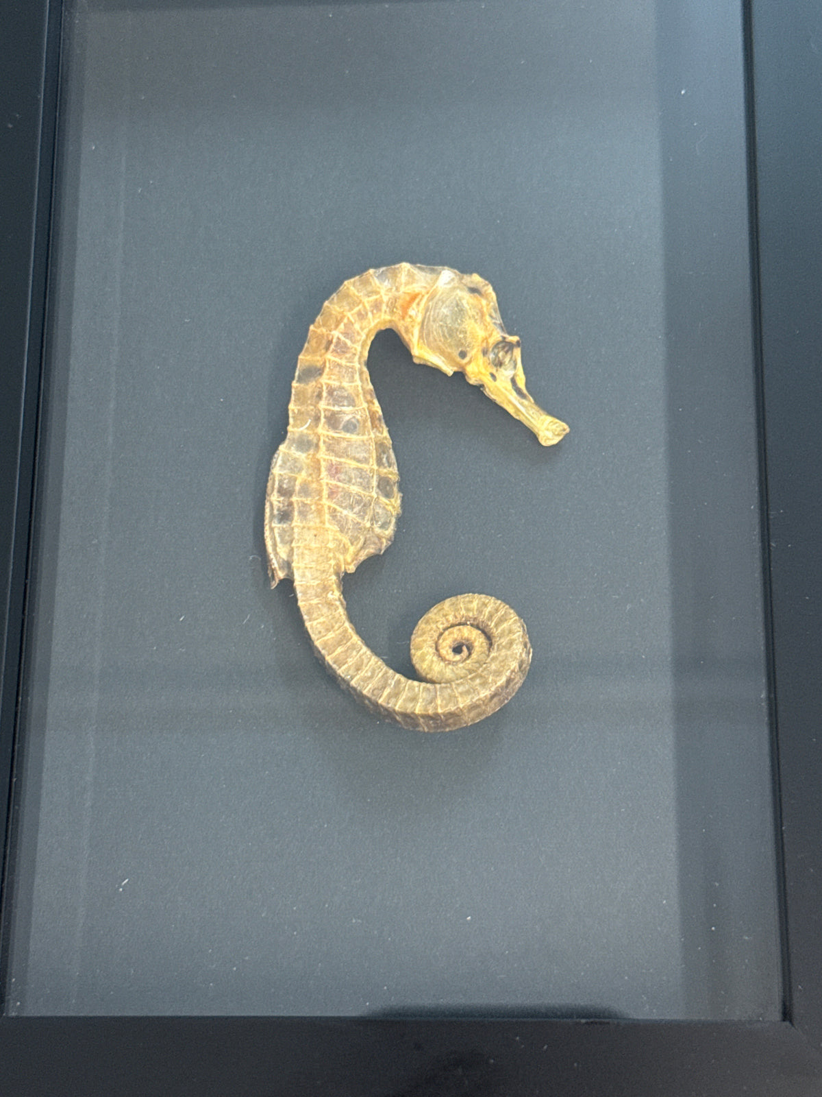 Preserved Seahorse in a Frame