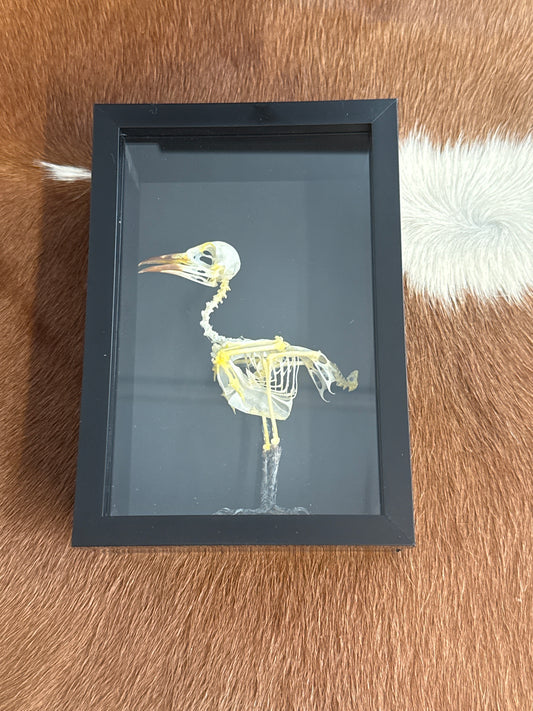 Sooty-Headed Bulbul (Pycnonotus aurigaster) Bird Skeleton in a Frame