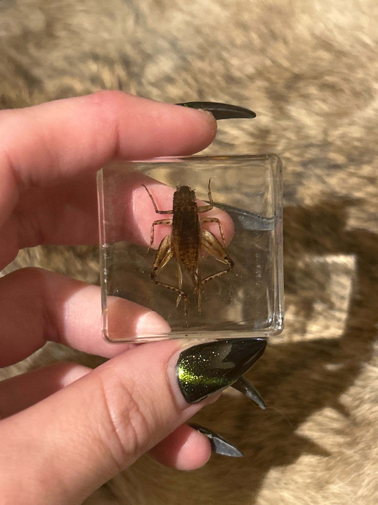 Cricket in Resin Block