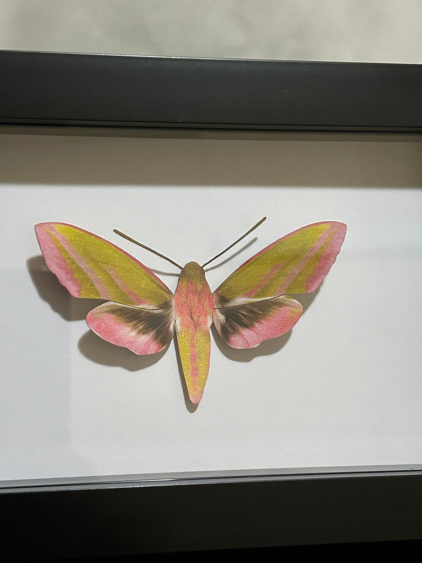 Replica Elephant Hawk Moth (Deilephila elpenor) Frame