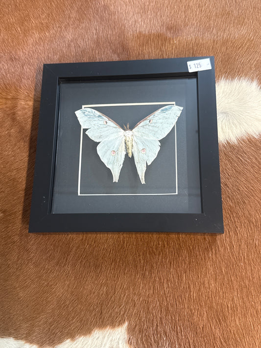 Luna Moth in a Frame