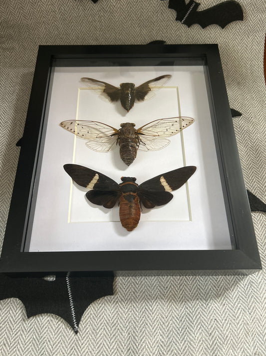 Cicada Trio Frame