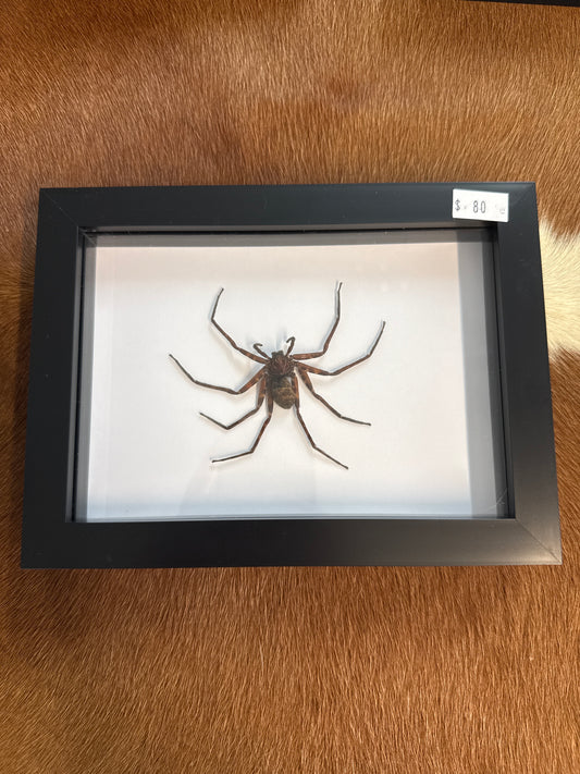 Huntsman Spider in a Frame