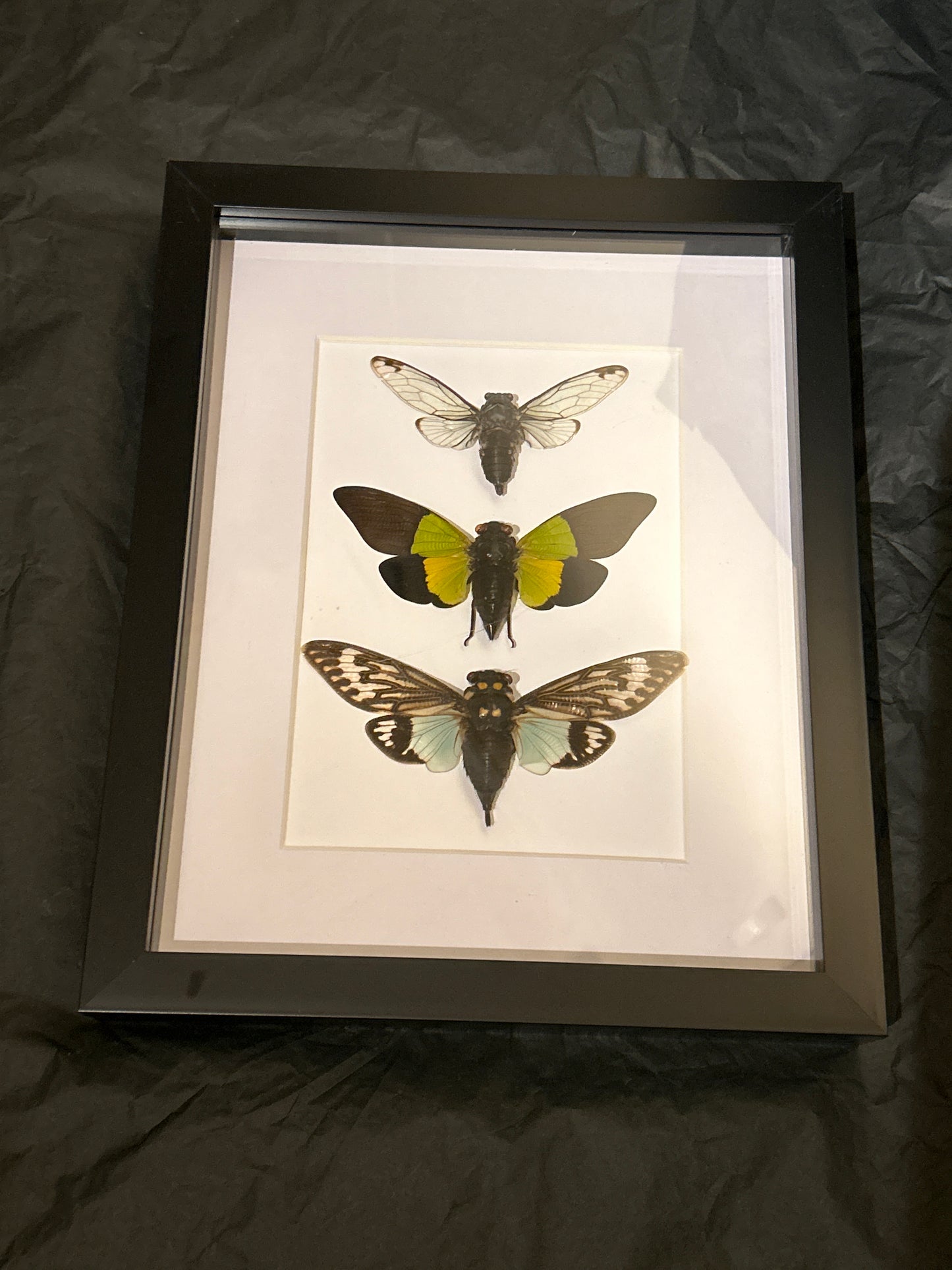 Green Cicada Trio in a Frame