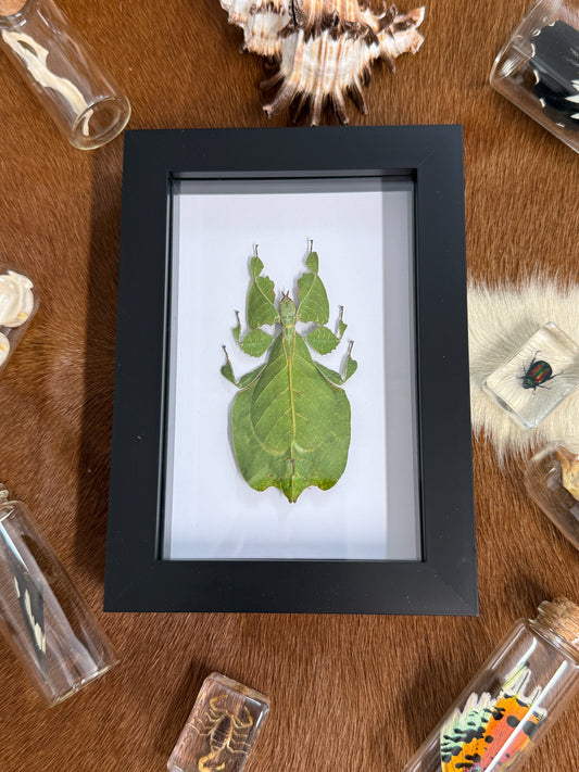 Phyllium pulchrifolium Leaf Insect Frame - Female