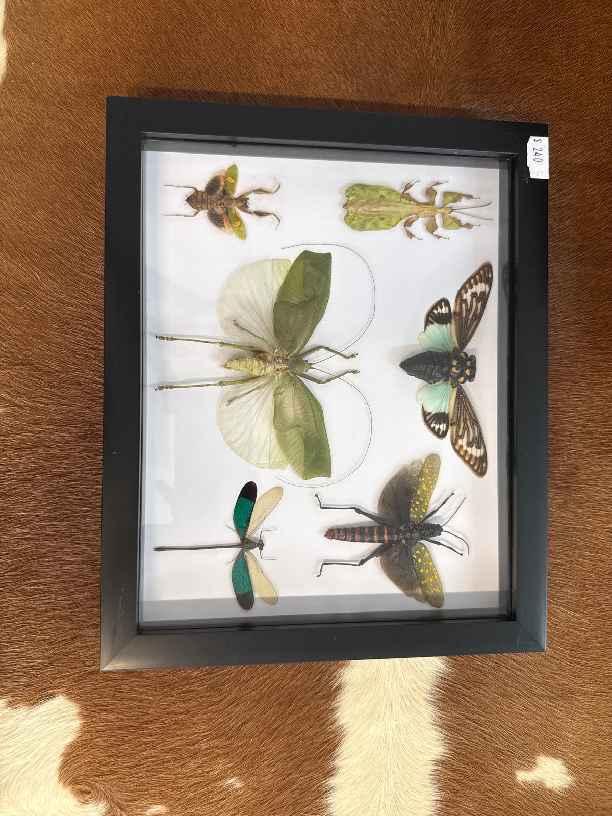 Green Insect Party Frame