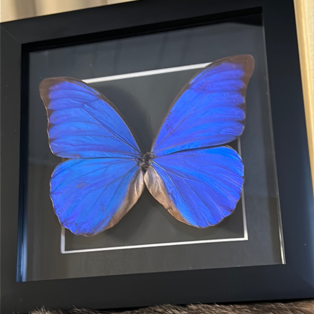 Morpho Butterfly in a frame