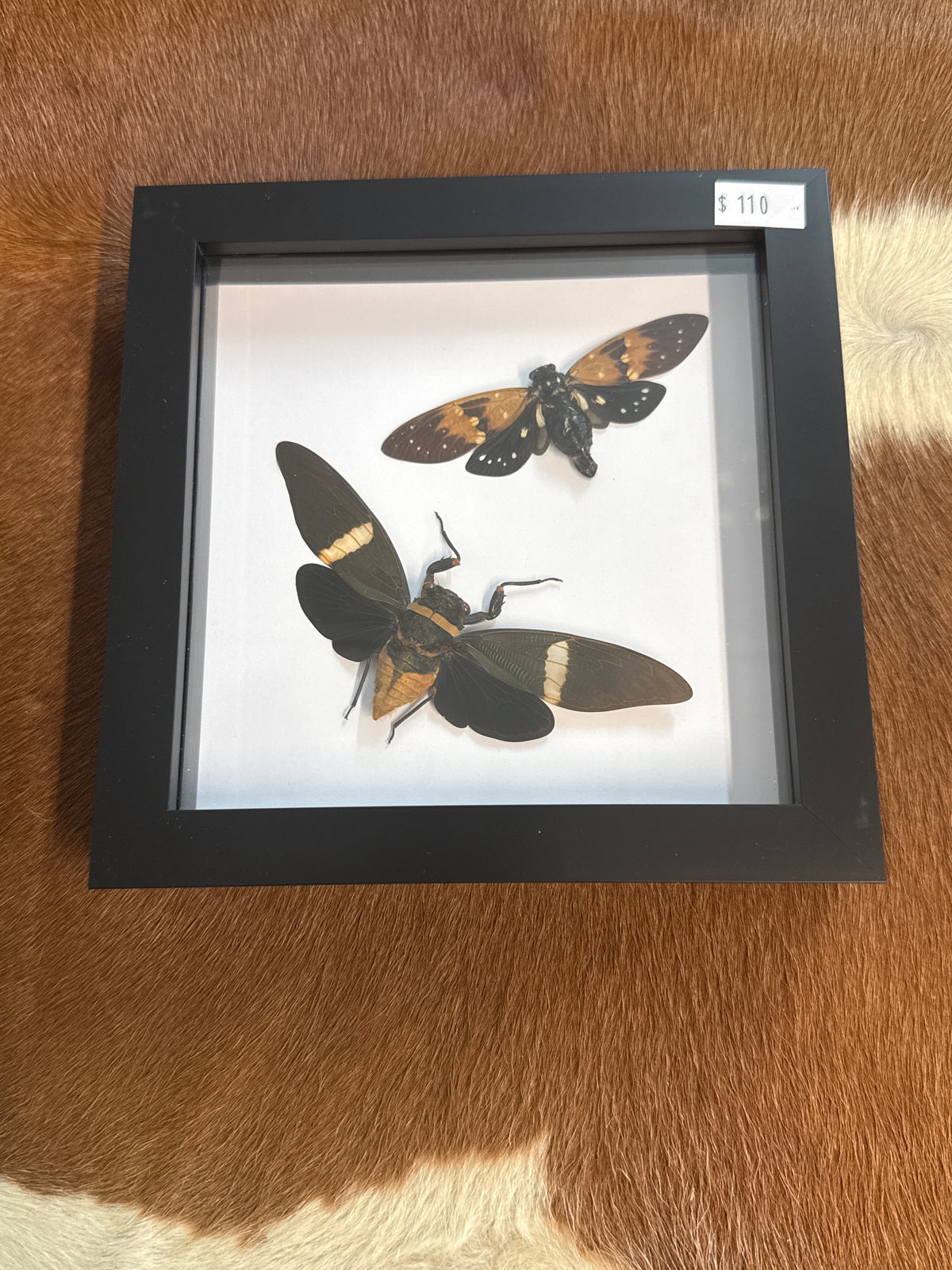 Dark Cicada Duo Frame