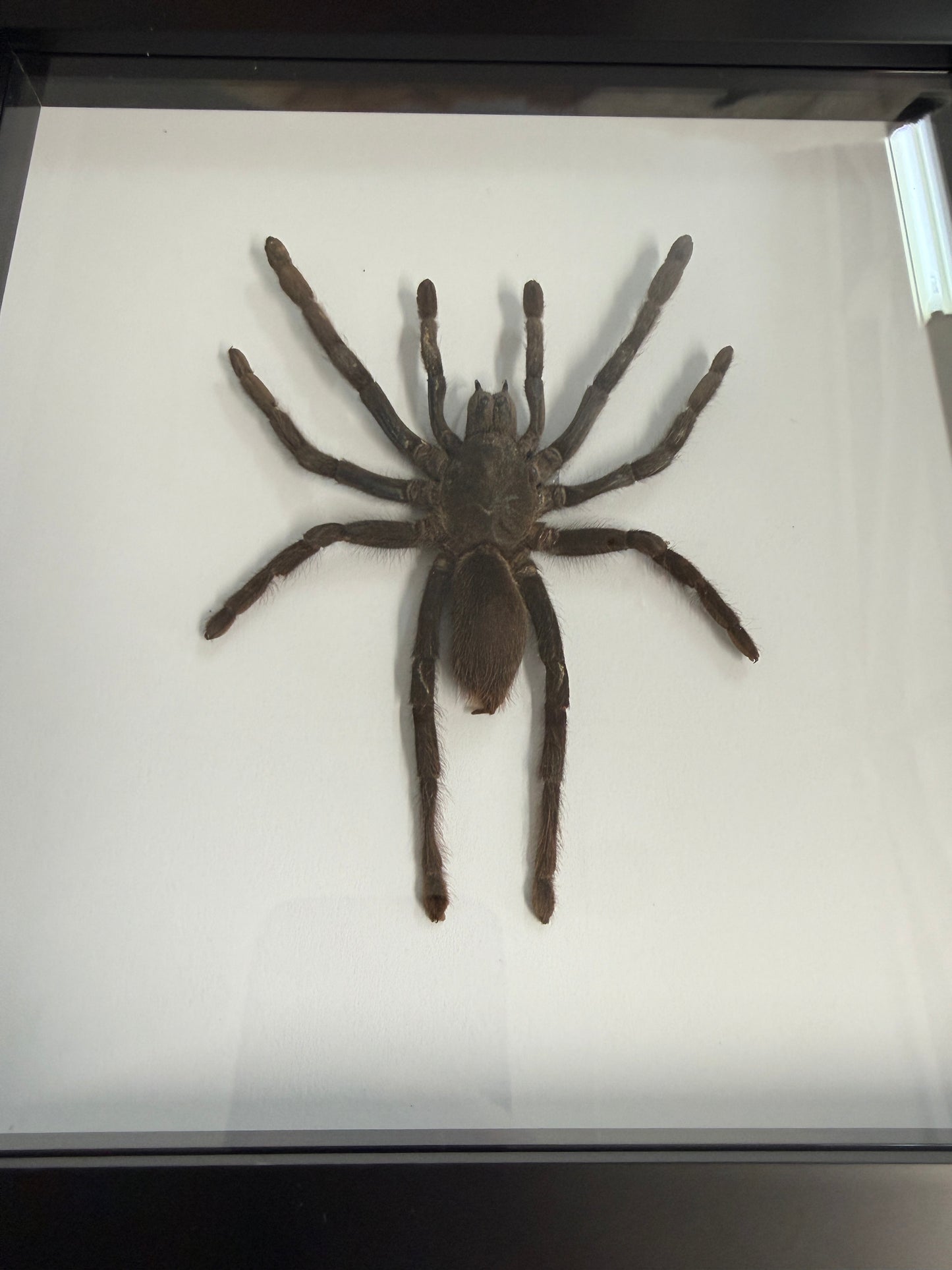 Large Selenocosmia dolichoplectra Tarantula Frame