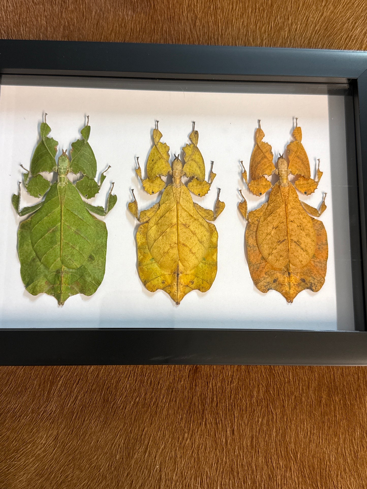 Leaf Insect Trio Frame
