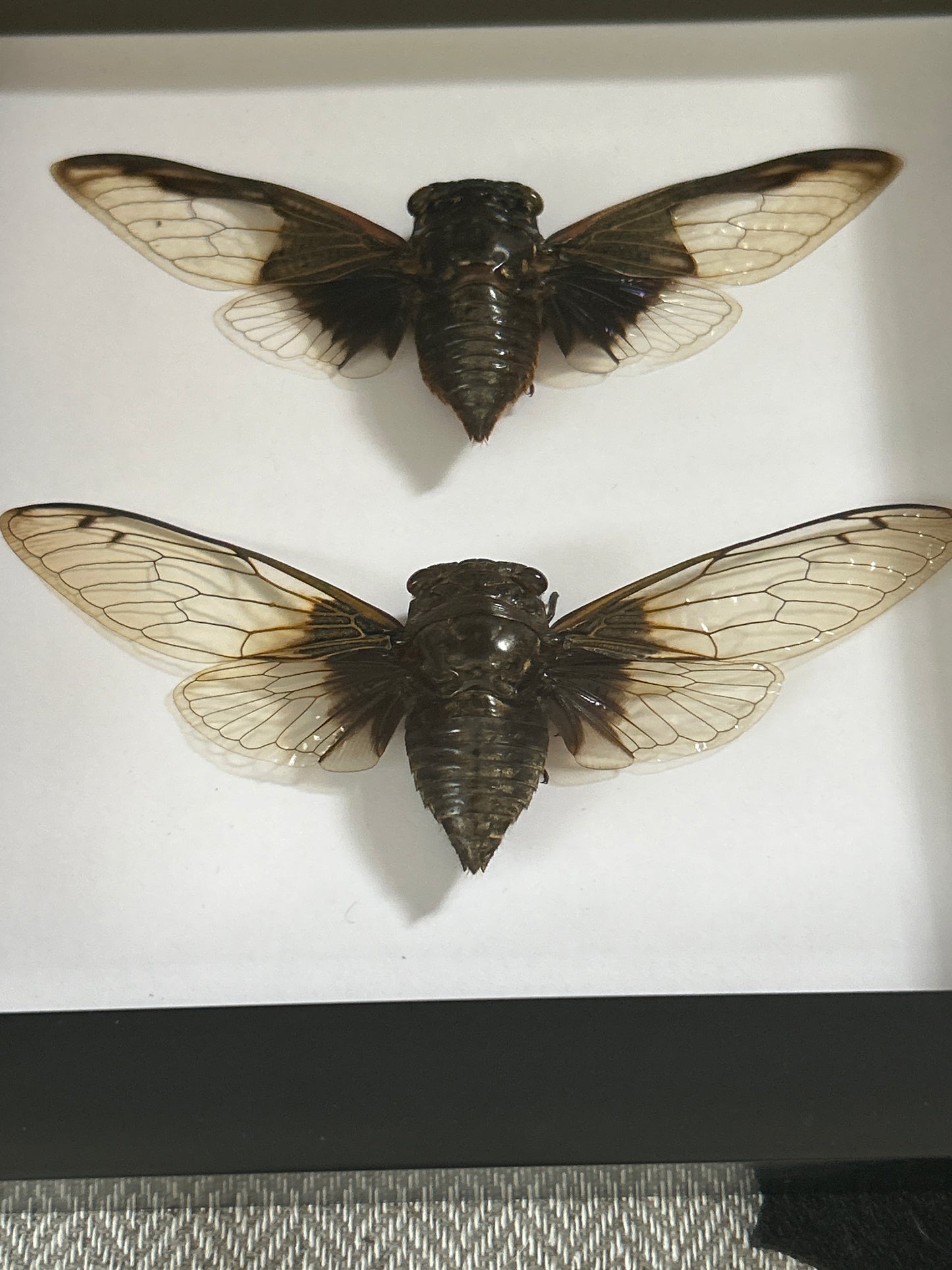 Cryptotympana cicada duo frame