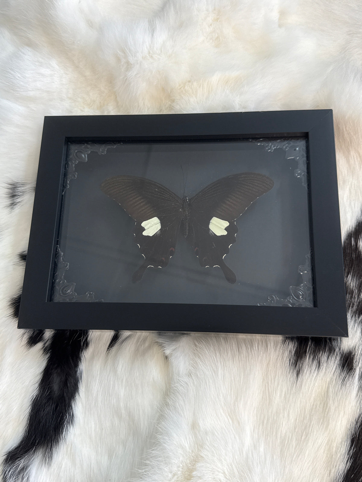 Red Helen Butterfly in a Frame