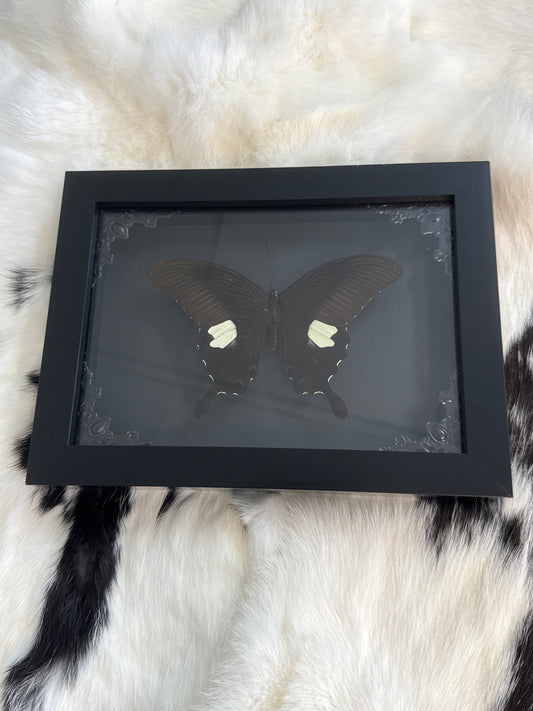 Red Helen Butterfly in a Frame