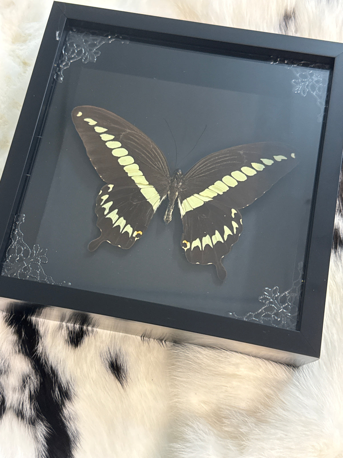 Thaos Swallowtail Butterfly Frame