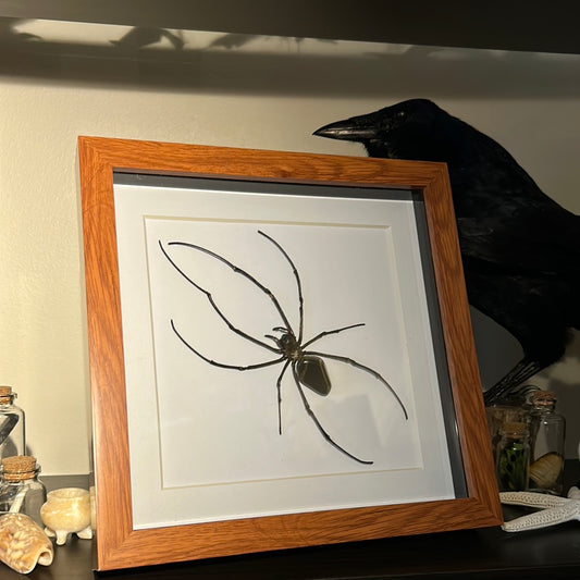 Giant Orb Spider in a frame with Gemstone