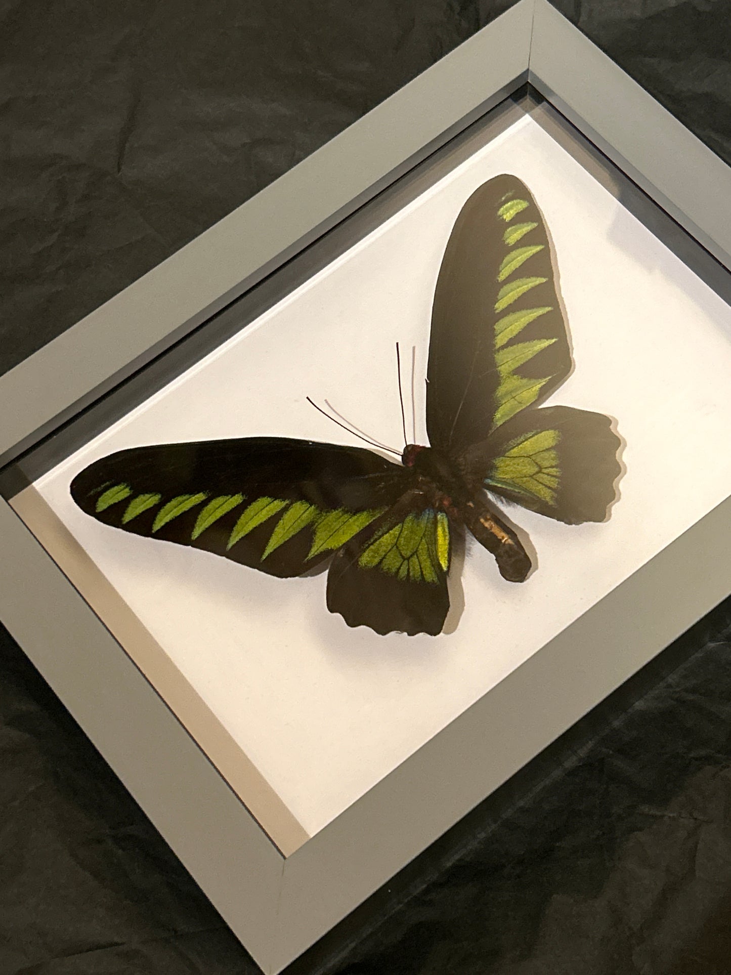 Rajah Brooke’s Birdwing butterfly in a  Frame