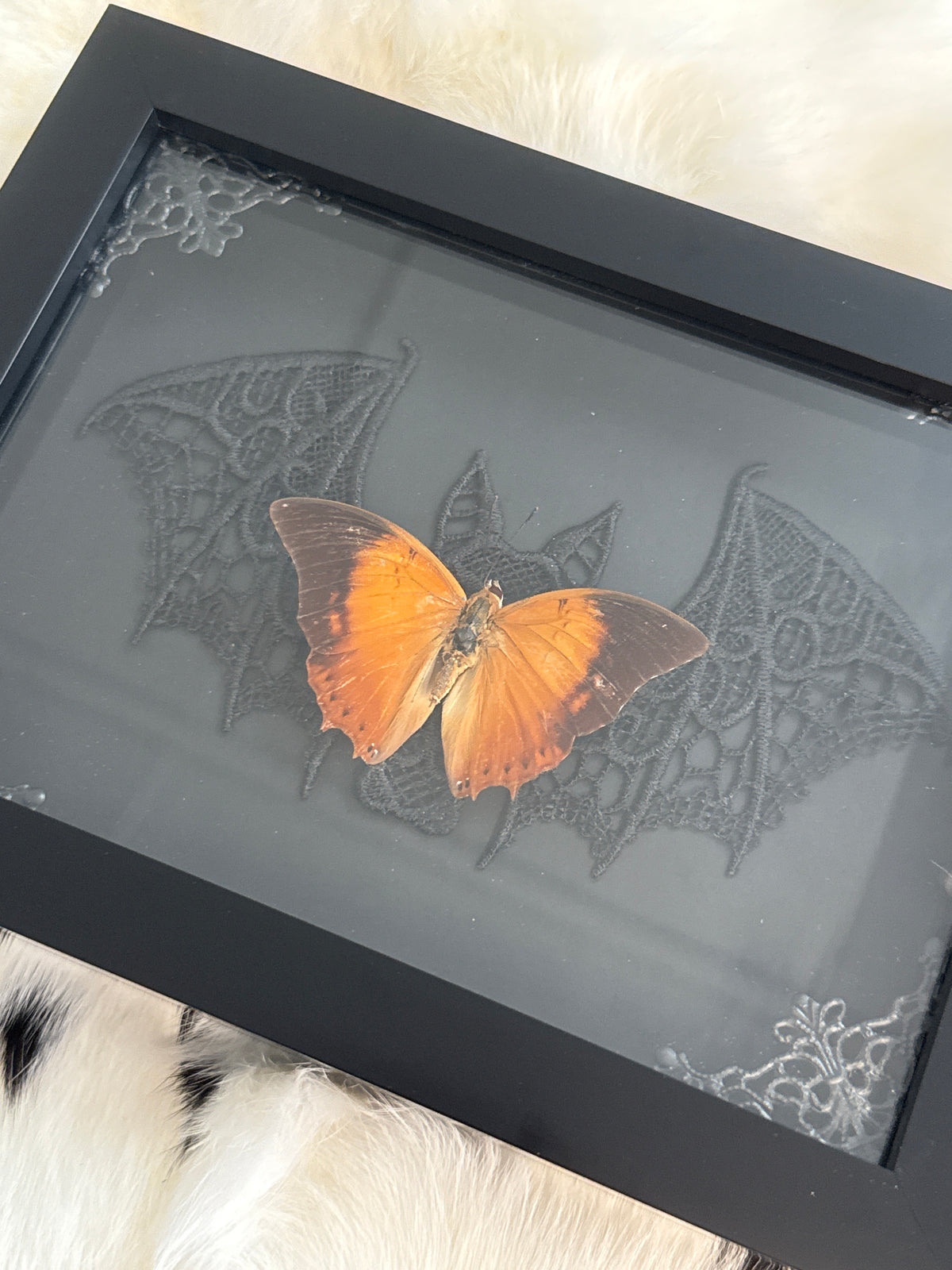 Doleschallia bisaltide Butterfly in a Frame