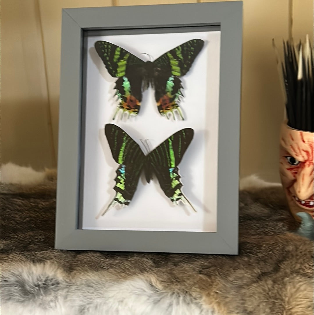 Sunset Moth Duo frame