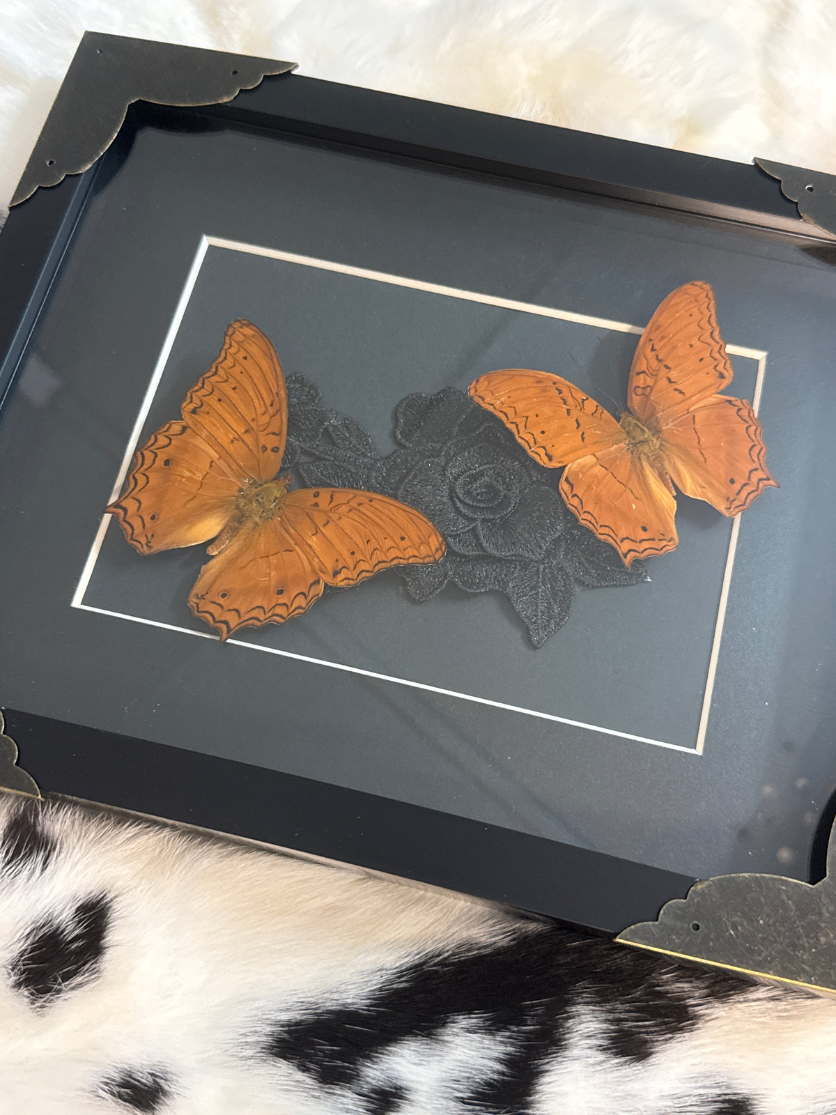 Cruiser Butterflies in a Frame