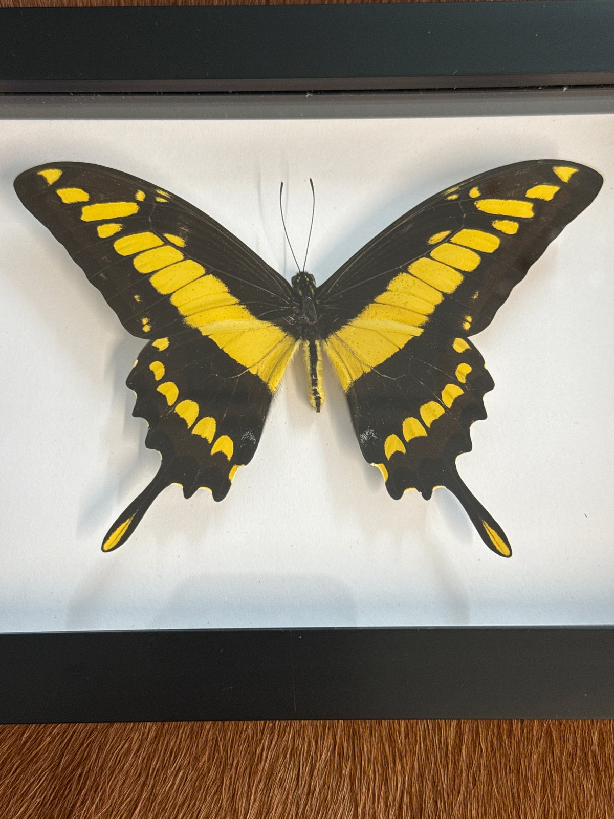 Papilio Thoas Butterfly in a Frame
