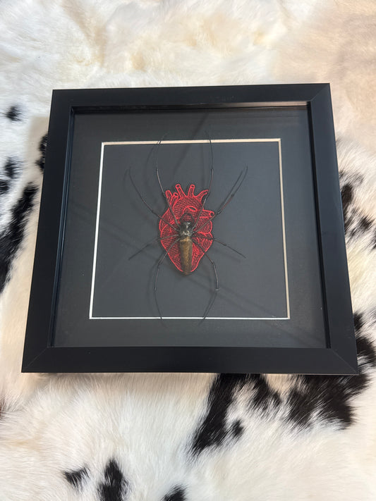 Orb Weaver Spider in a Frame