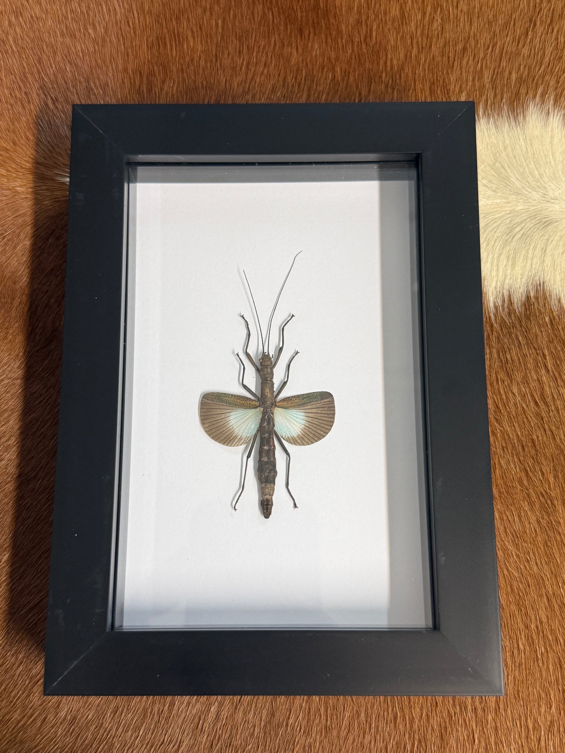 Orthomeria versicolor Stick Insect Frame - Pumpkin Cat Collectables