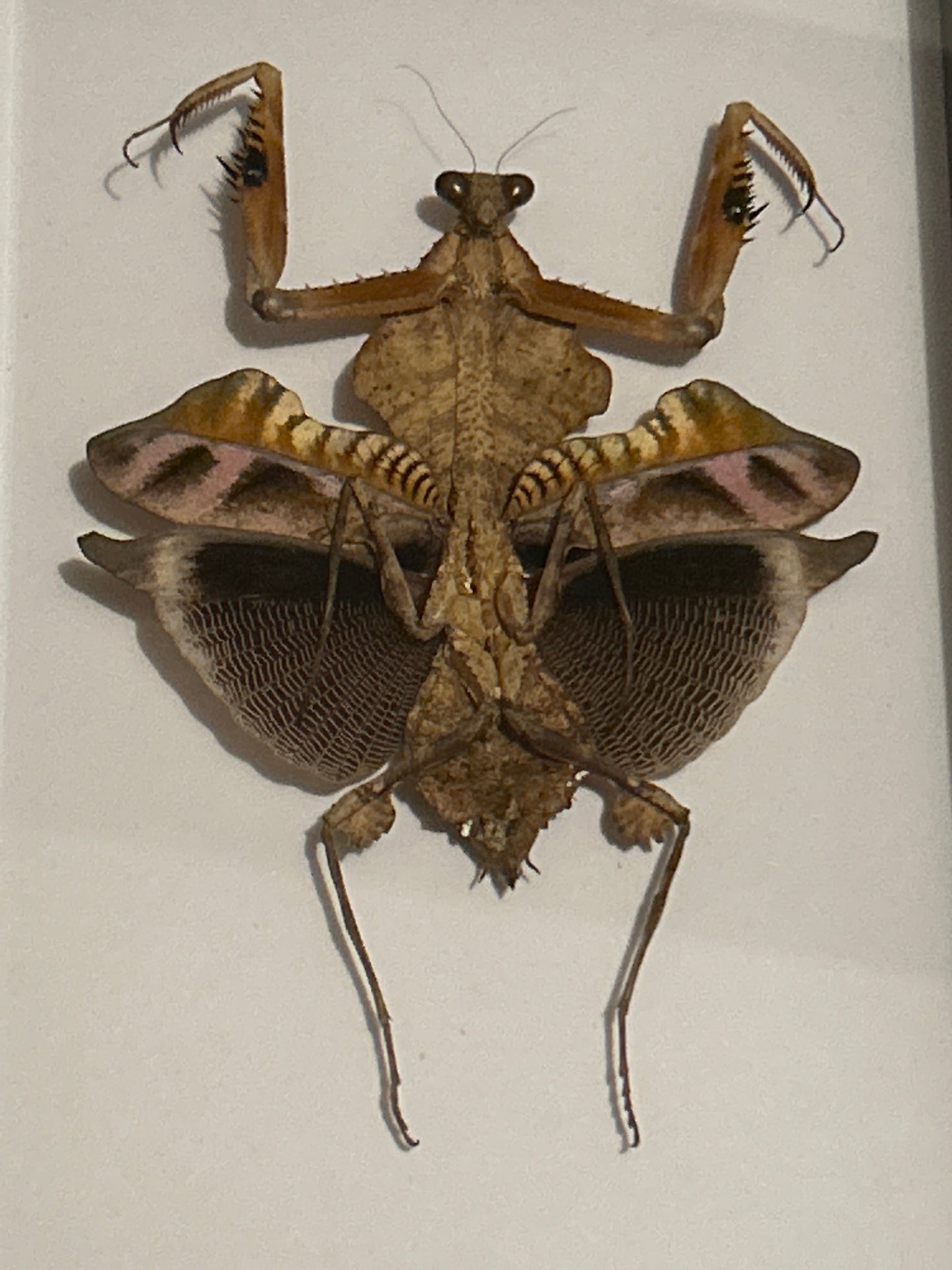 Deroplatys lobata Praying Mantis in a frame