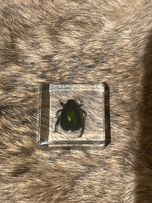 Green Beetle in Resin Block (C)