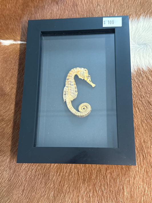 Preserved Seahorse in a Frame