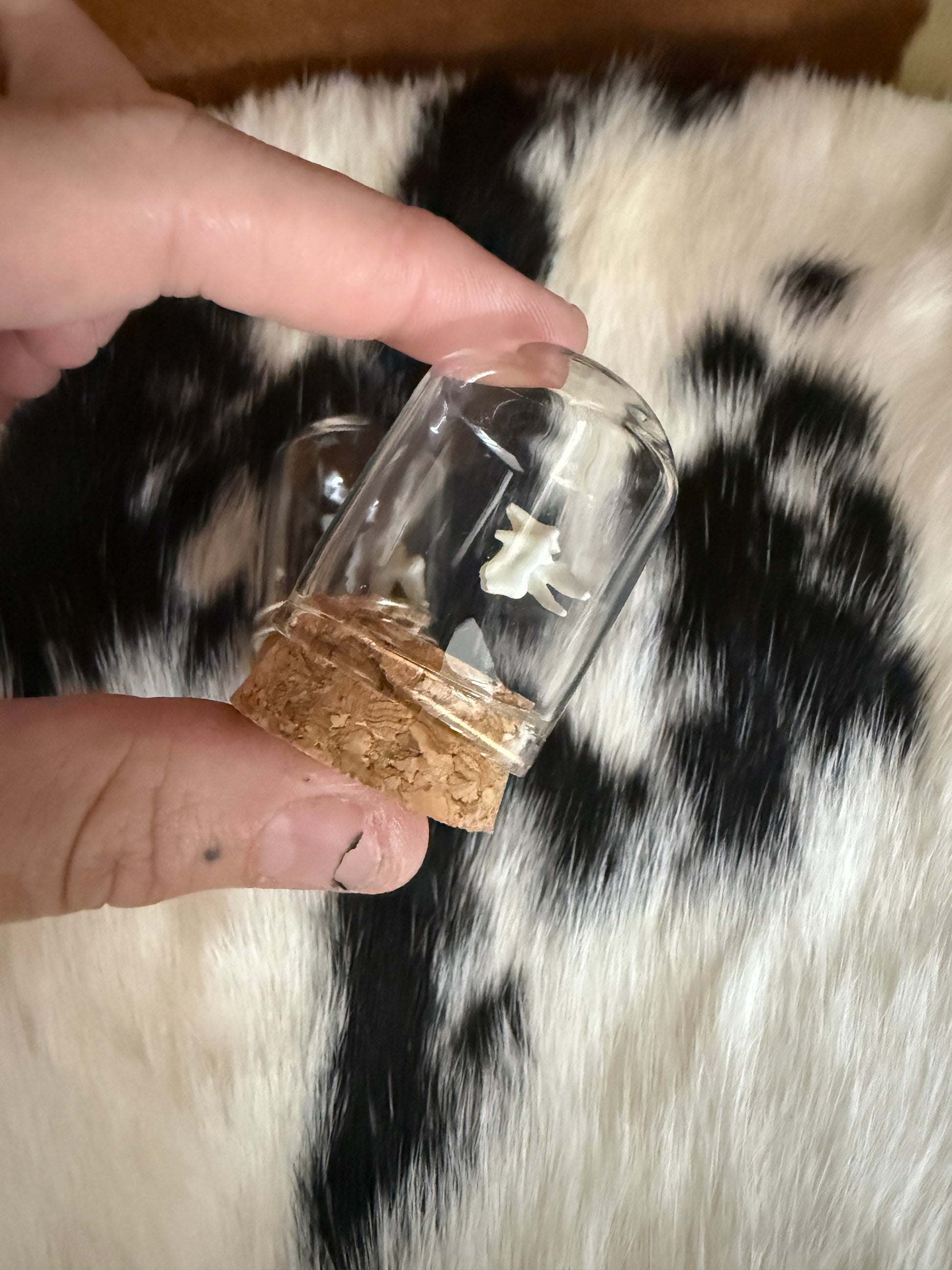 Fox Tooth Oddity Jar - Pumpkin Cat Collectables