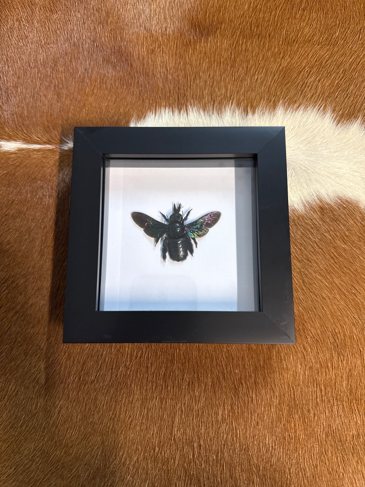 Xylocopa latipes Bee in a frame