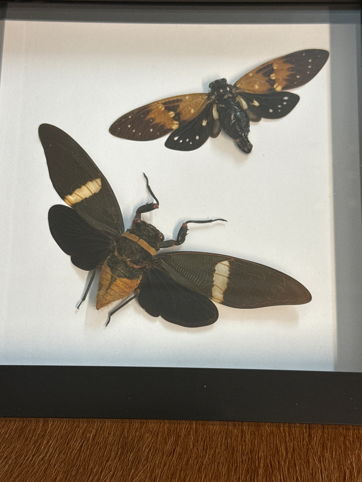 Dark Cicada Duo Frame