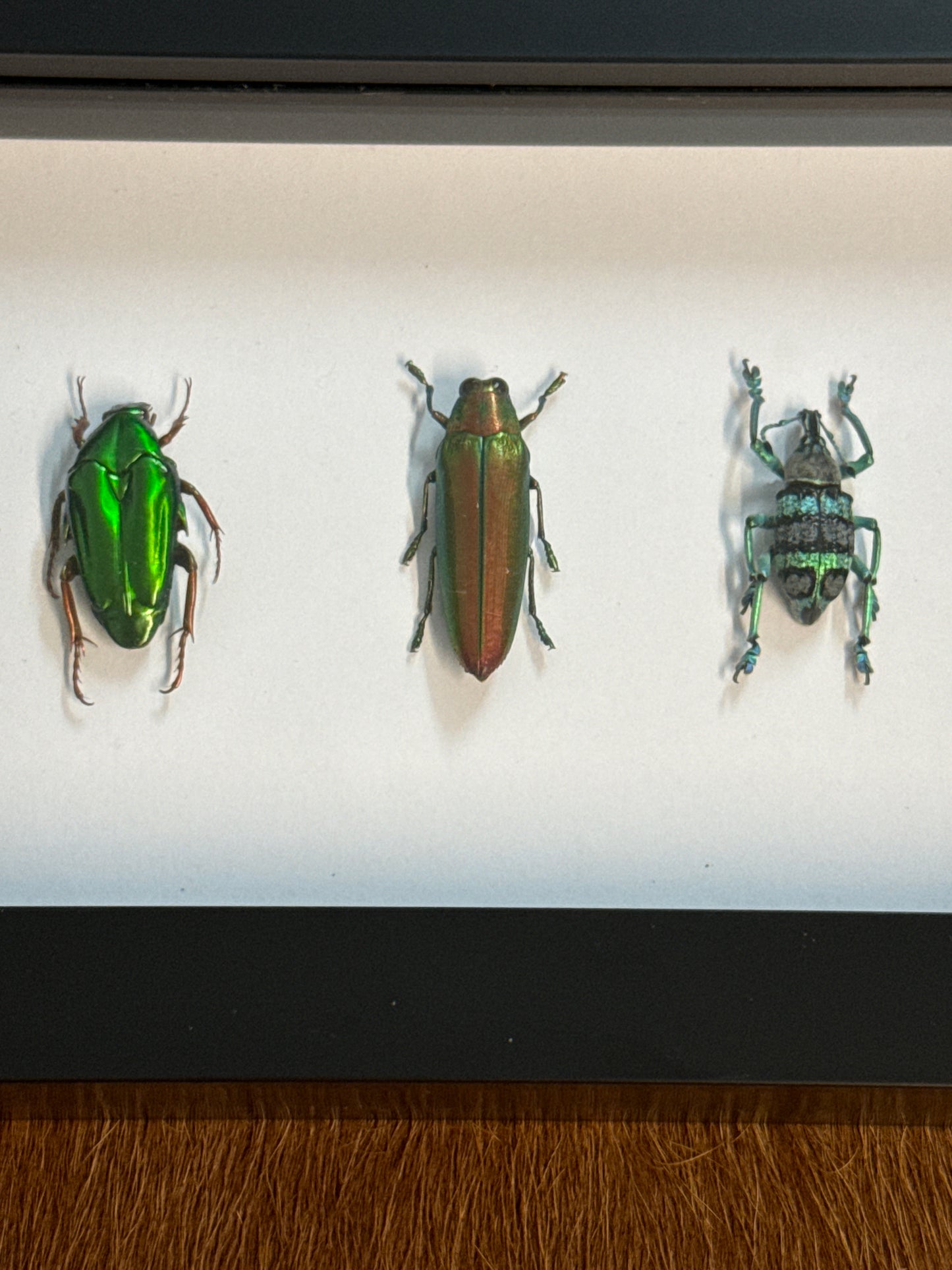 Green Beetle Trio Frame