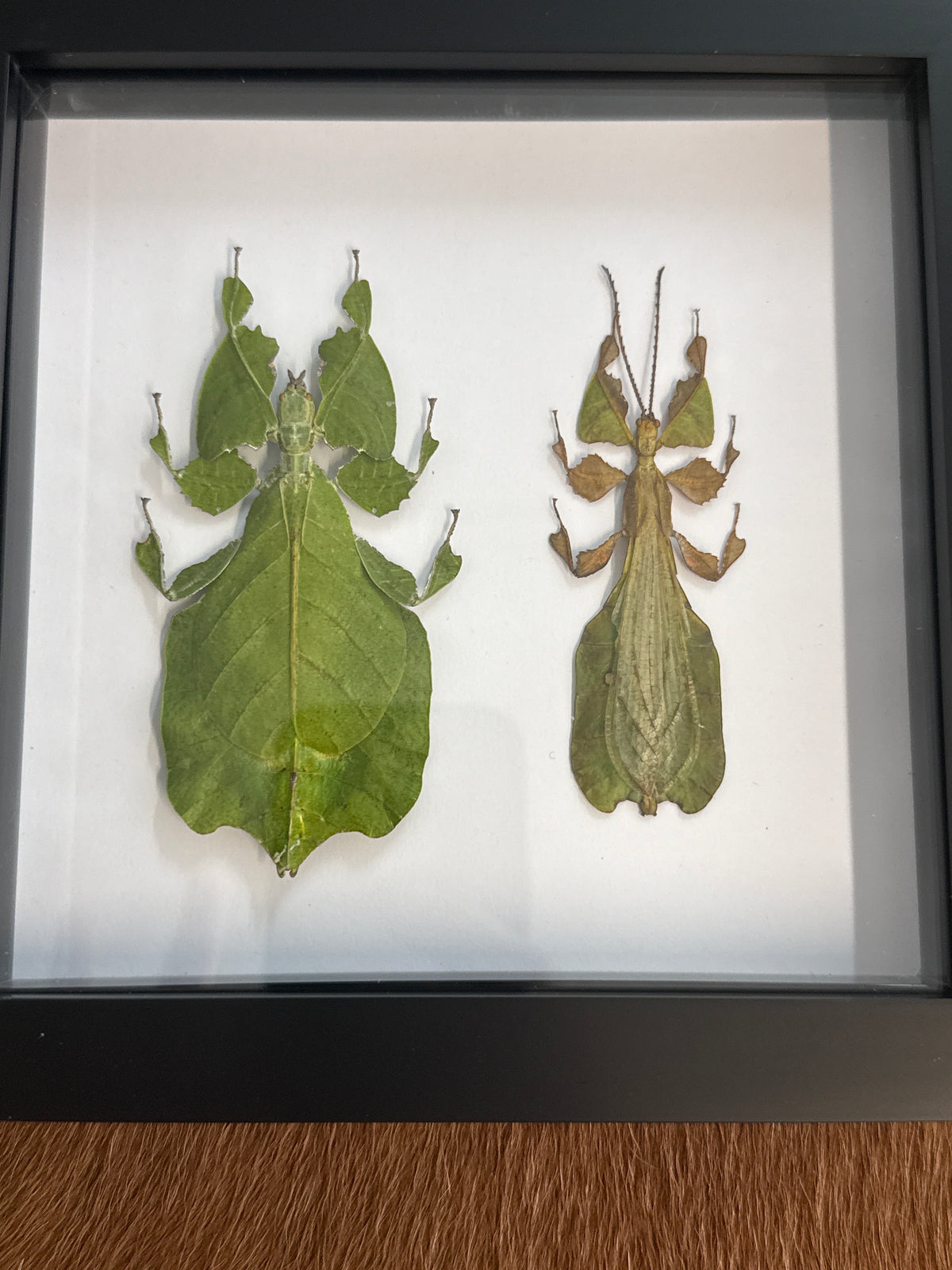 Phyllium pulchrifolium Leaf Insect Frame - Male & Female Duo