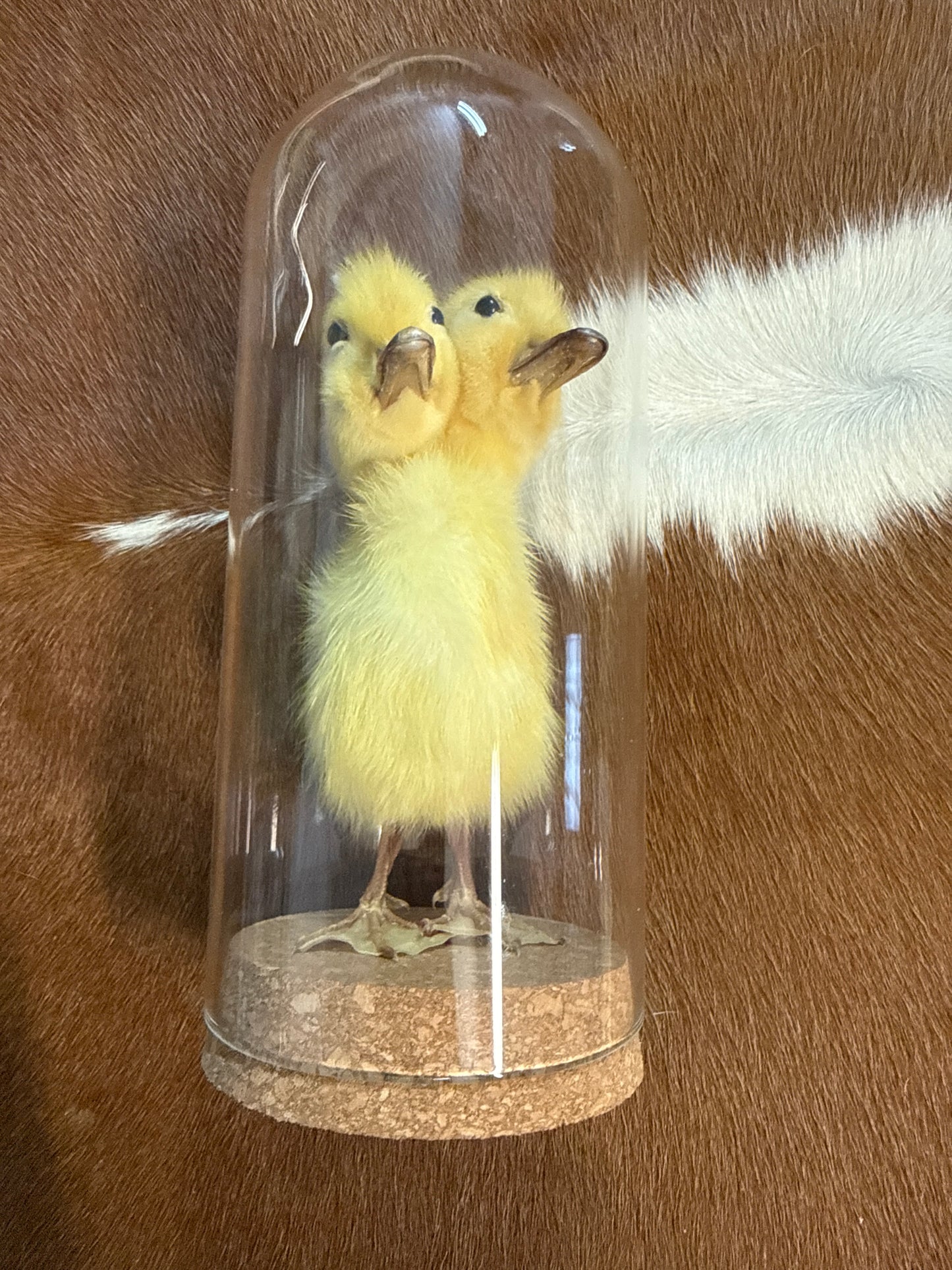 Two Headed Taxidermy Duckling Dome