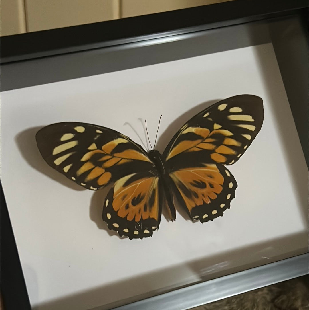 Pterourus Zagreus Butterfly in a frame