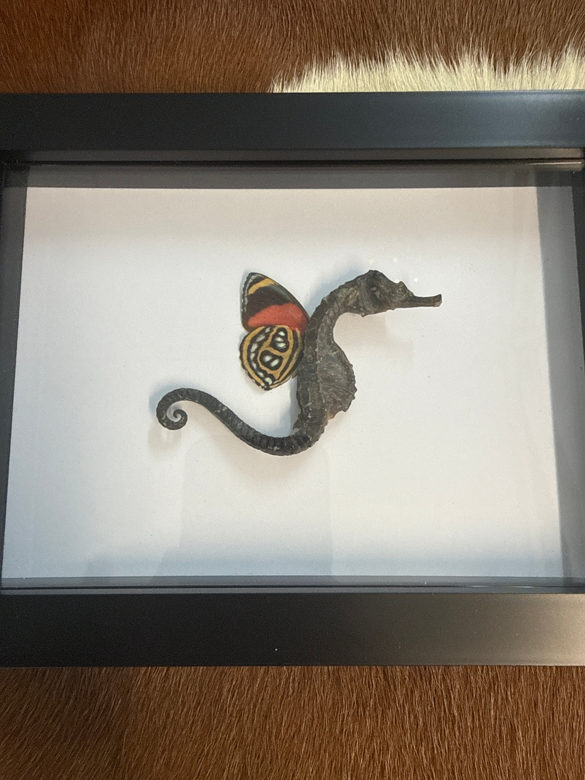 Sea ‘Fairy’ Frame