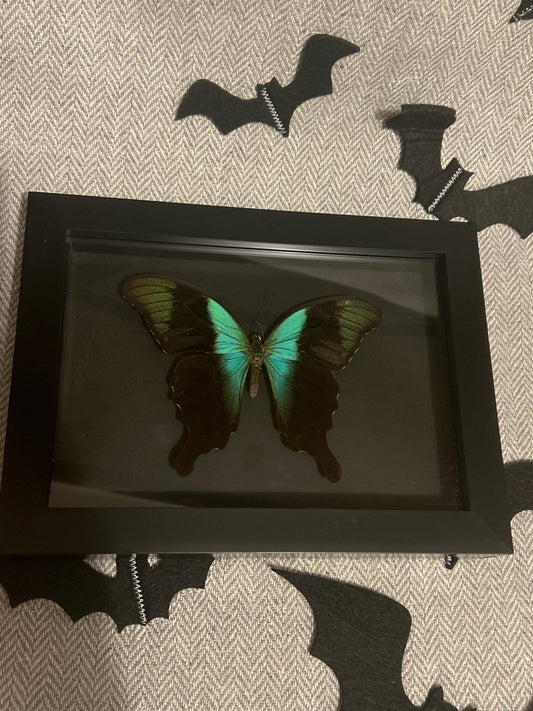 Papilio Peranthus Adamantius Butterfly in a frame