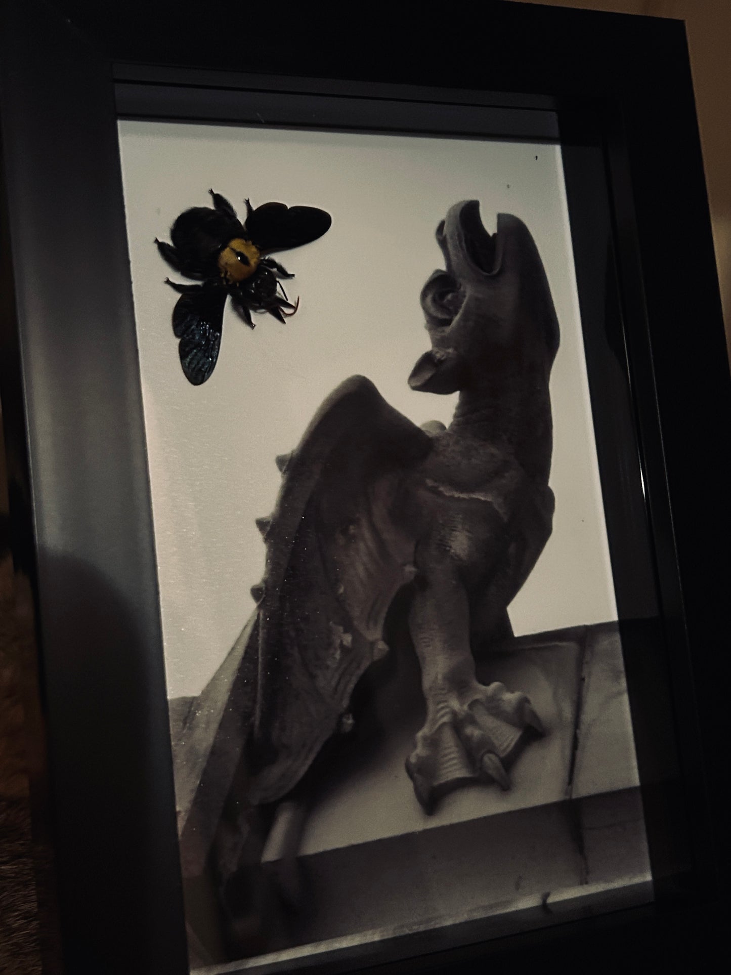 Carpenter Bee Gargoyle Frame