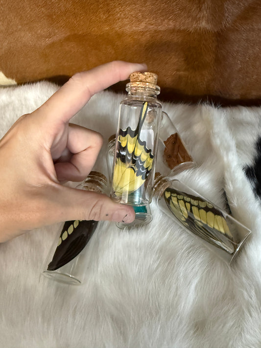Butterfly Wing Jars - Pumpkin Cat Collectables