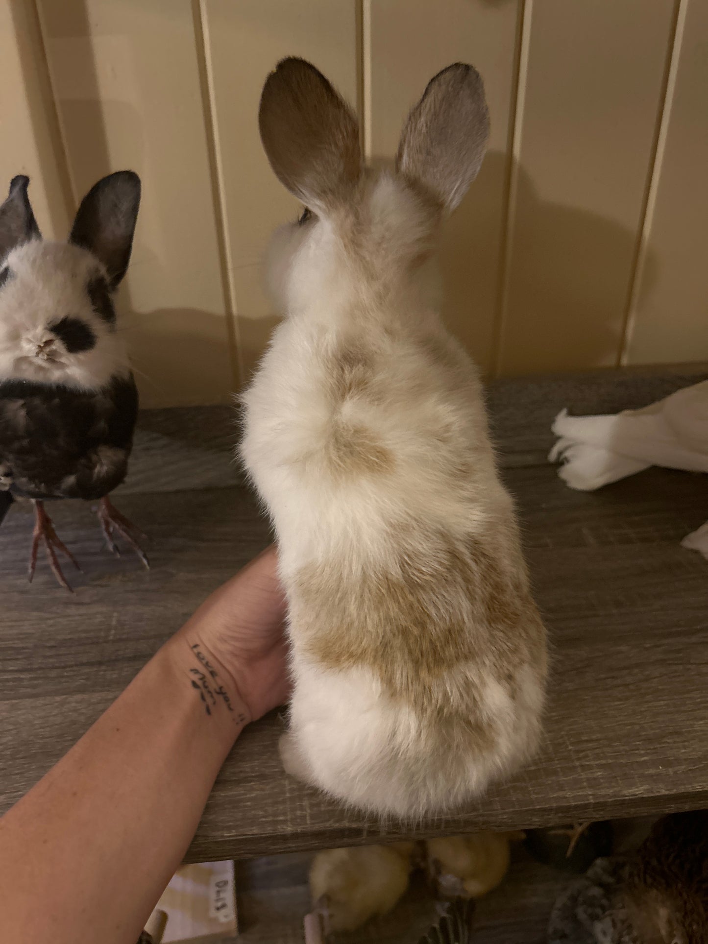 Taxidermy Bunny Mount 'Penny’