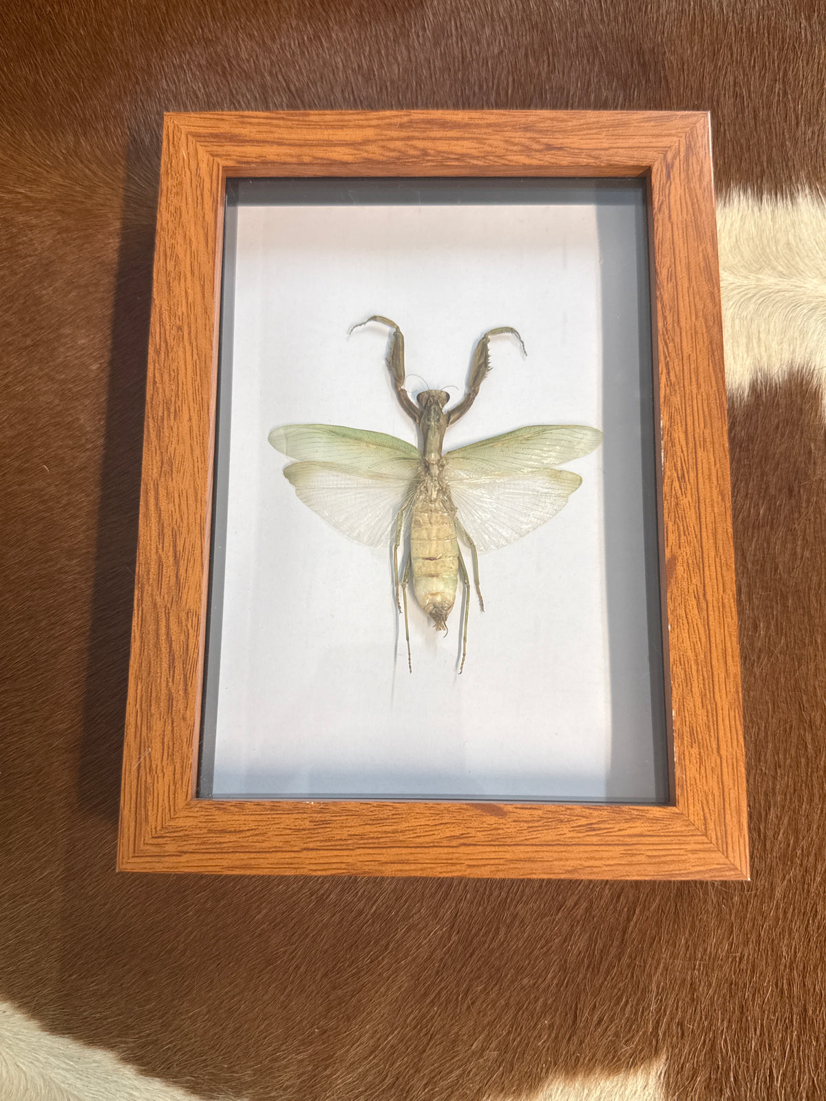Praying Mantis Frame - A2