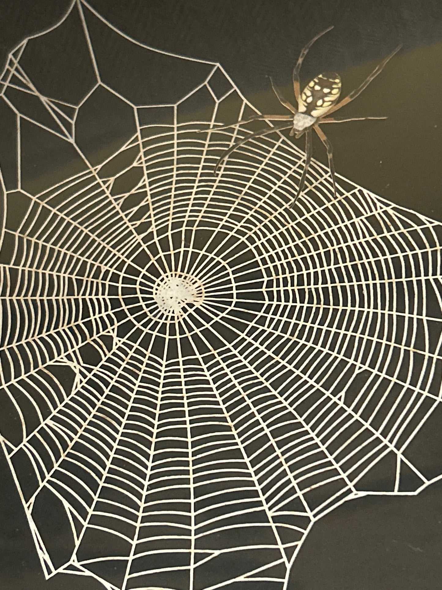 Replica Spider & Web in a Frame