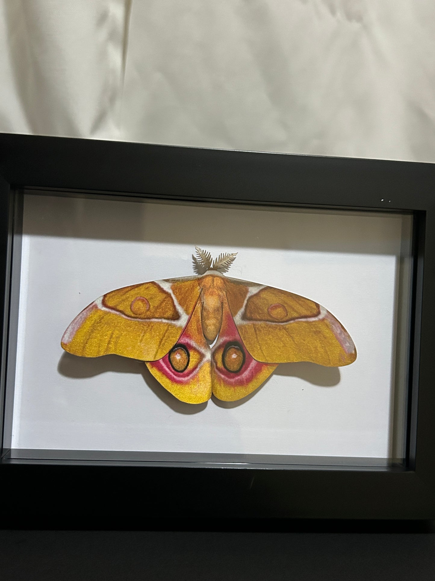 Replica Madagascan Bullseye Silk Moth (Antherina suraka) Frame