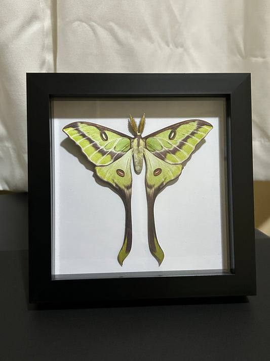 Replica Luna Moth (Argema besanti) Frame