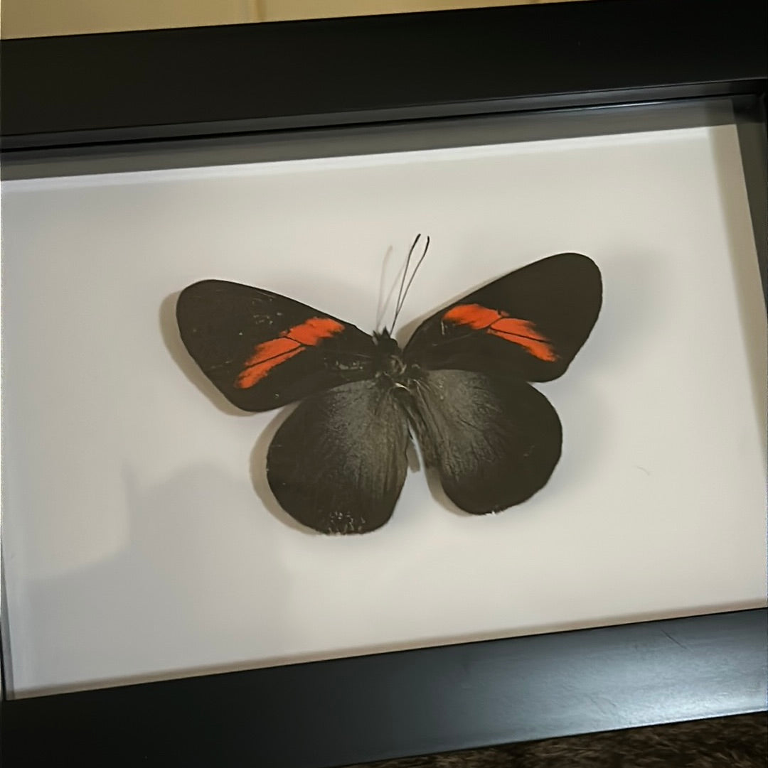 Pereute Callinira Butterfly in a frame