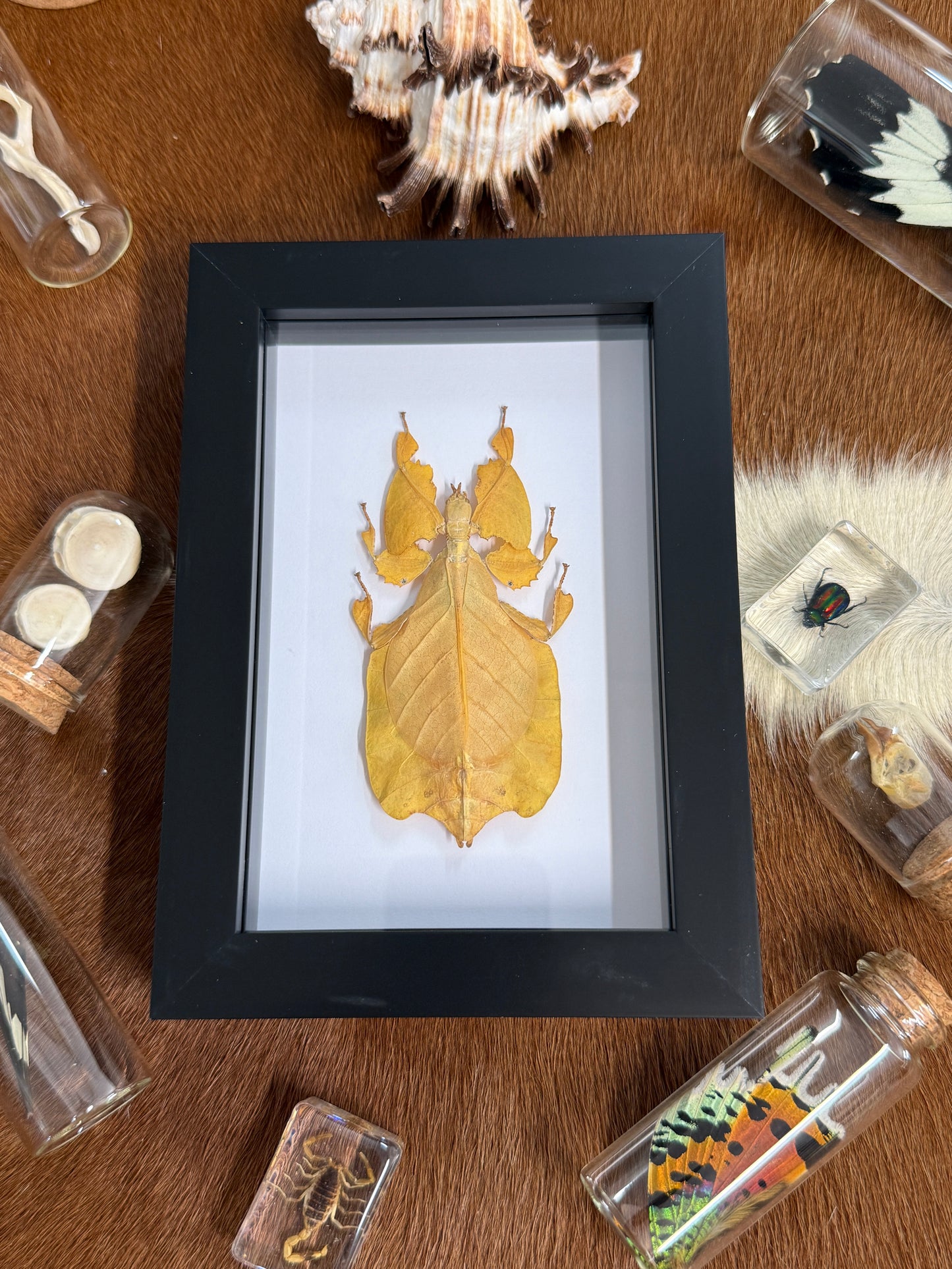 Phyllium pulchrifolium Leaf Insect Frame - Yellow Female RARE